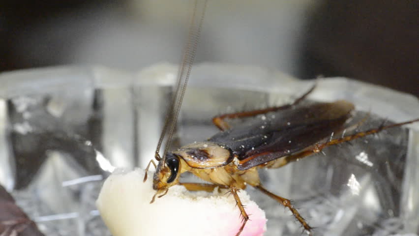 house bug cockroach