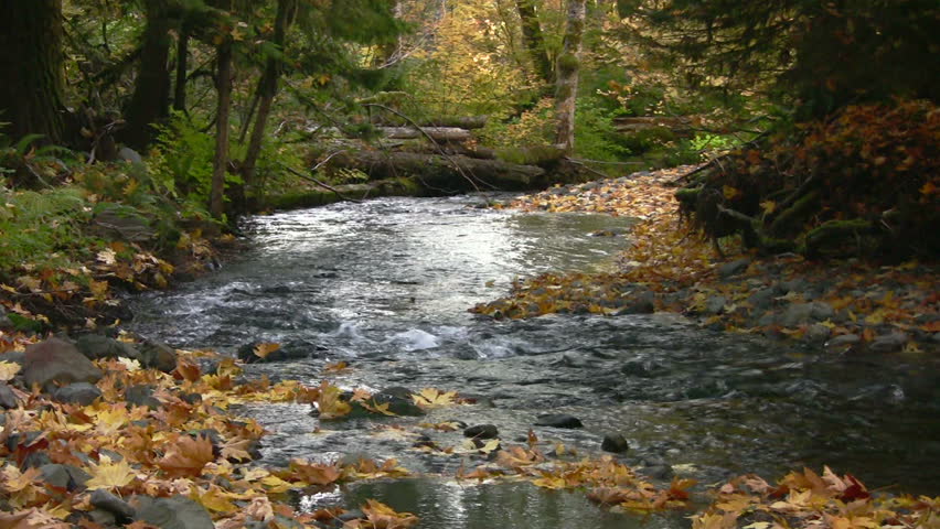 Locked shot of beautiful river in the autumn with ambient sound.