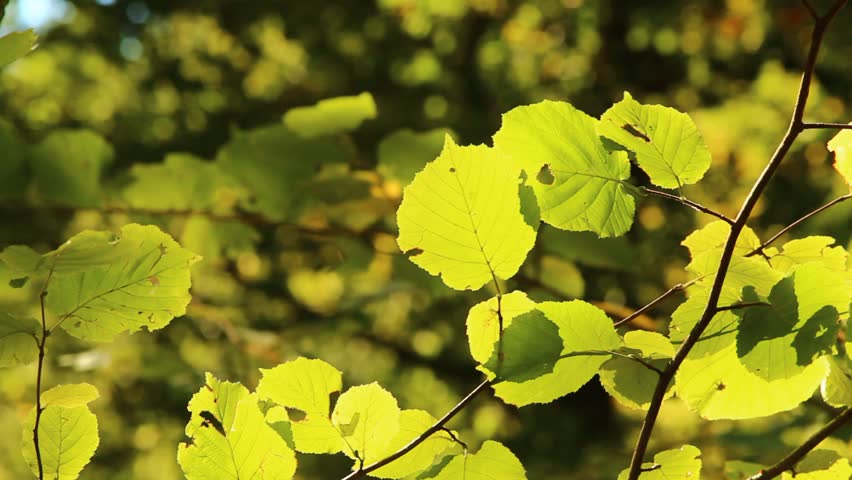 Harmonious forest detail, with hornbeam leaves