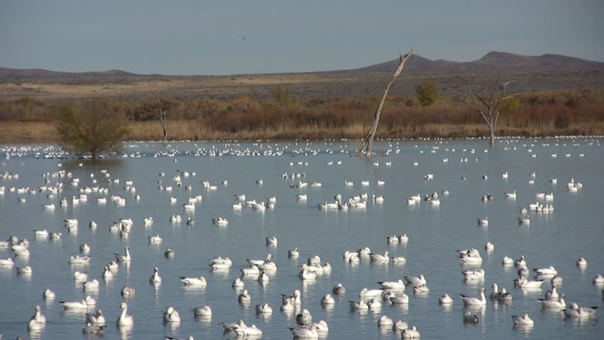 A flock of bright white Canadian geese flying across the small lake on the Bosque del Apache Wildlife Refuge in New Mexico
