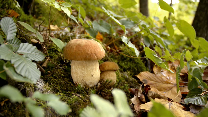 Picking mushrooms in the forest close up shoot