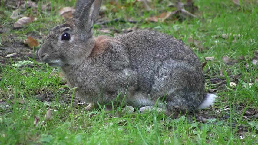 Rabbit nibbling grass in a wood, in England.  