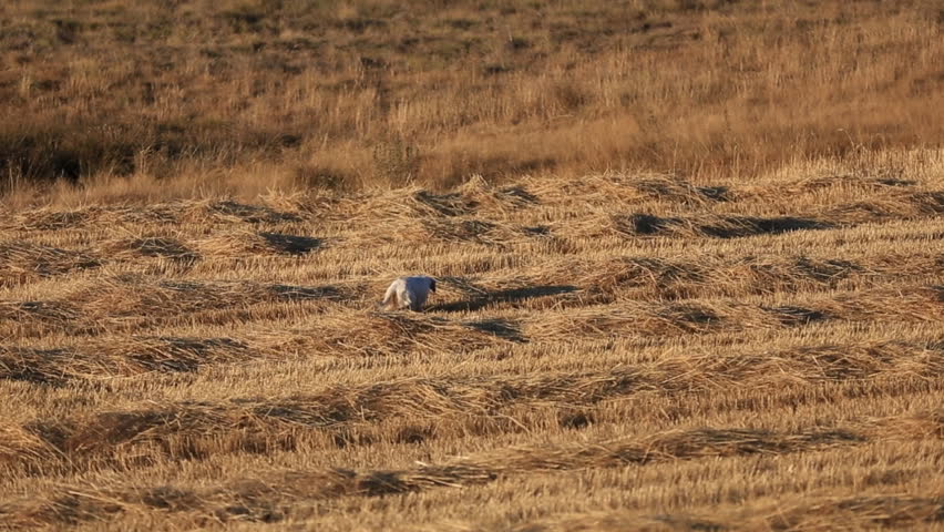 side view of dotted pointer purpurebred dogs running on cultivated wheat field