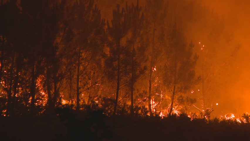 Forest fire by night 