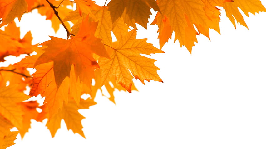 Red autumn leaves swaying in the wind on a white background