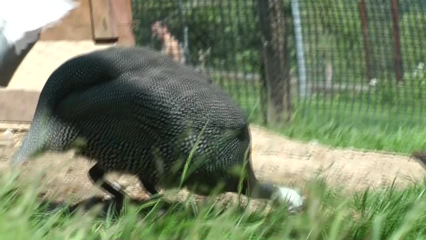 Guinea Fowl in a farm