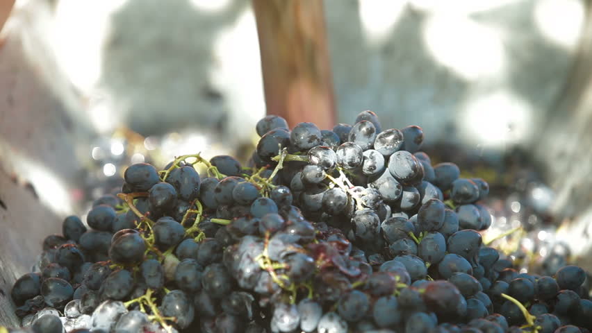 Homemade Winemaking