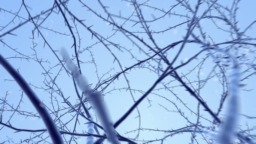 Growing up tree animated with snowfall