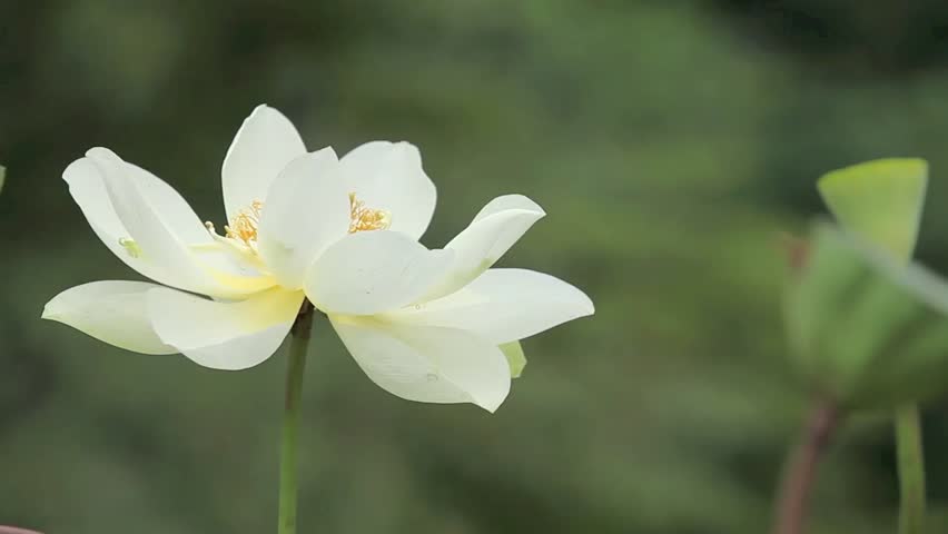 White lotus
