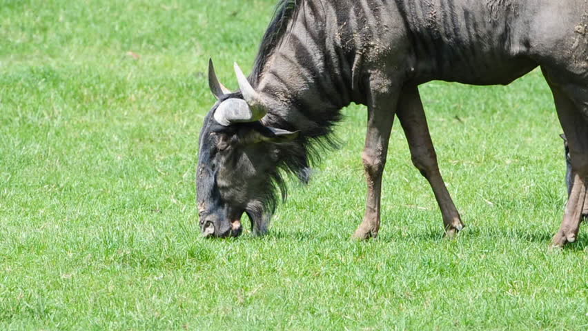 Wildebeest eating grass