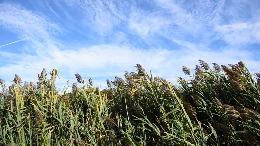 Reeds