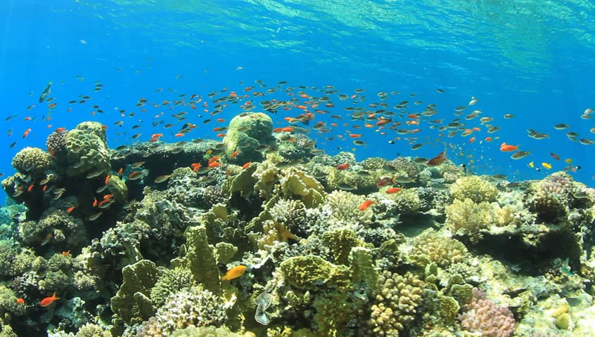 Coral Reef with Tropical Fish 