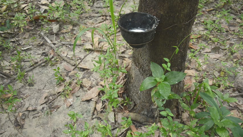 Producing of para rubber series: Worker is harvesting latex 