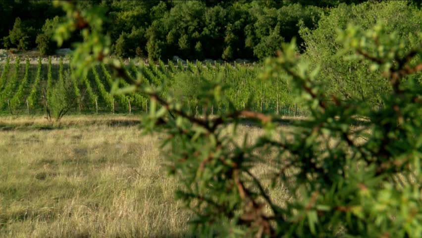 Juniper & the vineyard in mountains.
