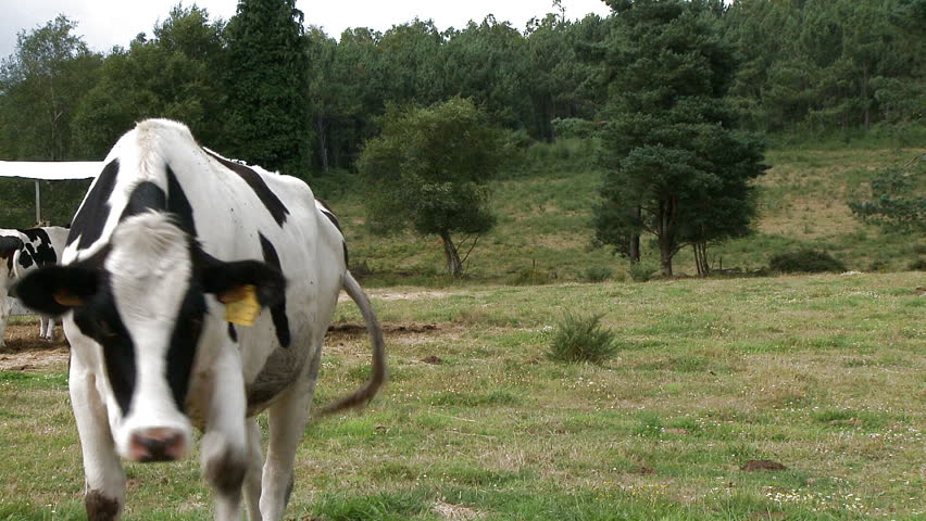 Cute curious cow on the farm