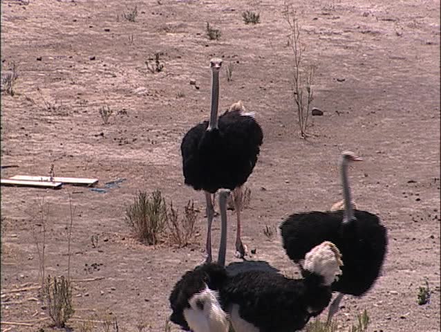 Ostrich group browsing for food on open land early afternoon