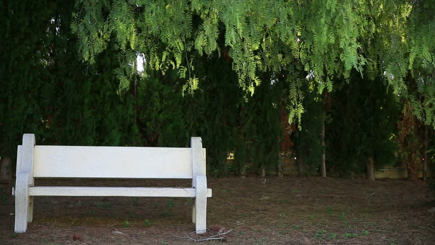 Bench and weeping willow