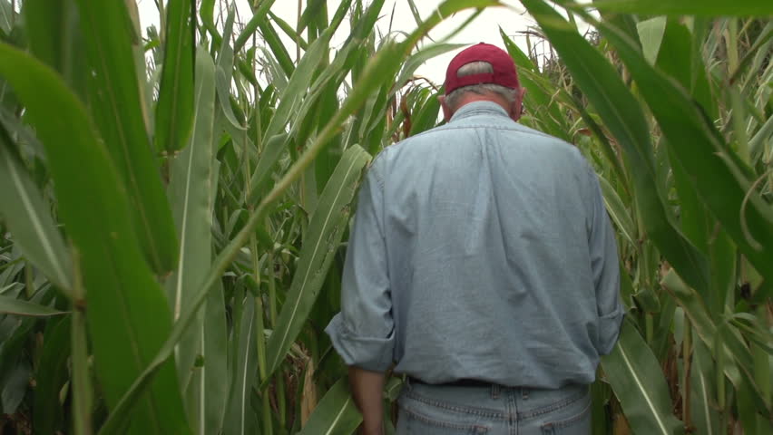 Corn farmer walking through his field away from camera, slow motion