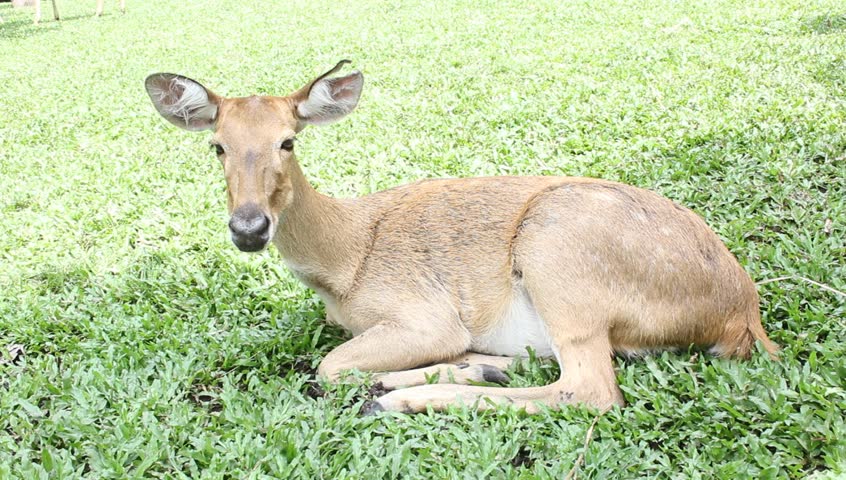 Burmese Brow-Antlered Deer in zoo, Bangkok Thailand