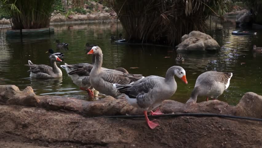 Beautiful ducks with red beak at city park by fountains in zoo