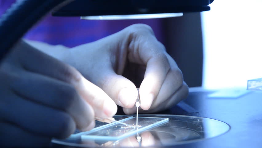 science biotechnology experiment, scientist dissect pollen under microscope