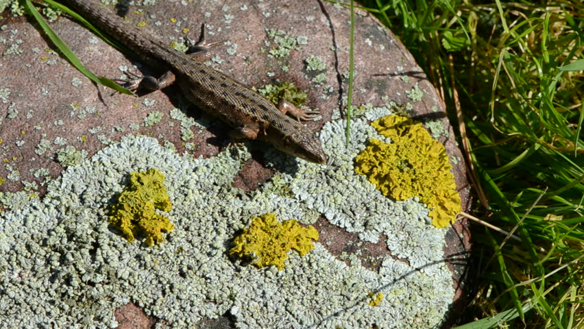 common lizard (Lacerta vivipara) on summer stone with lichens