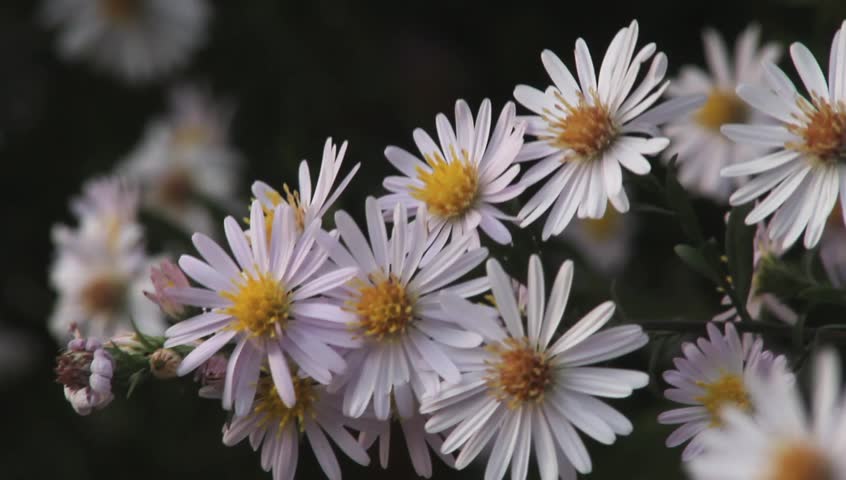 Autumn perennial aster flowers on green defocused background 
