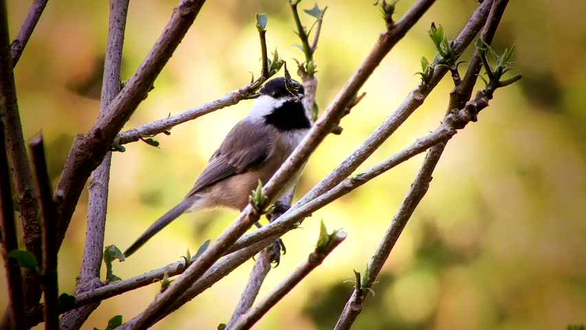 Black Capped Chickadee 