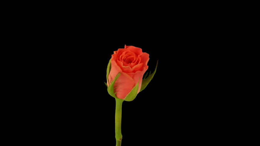 Time-lapse of opening orange "Amsterdam" rose 1x in PNG+ format with alpha transparency channel isolated on black background.
