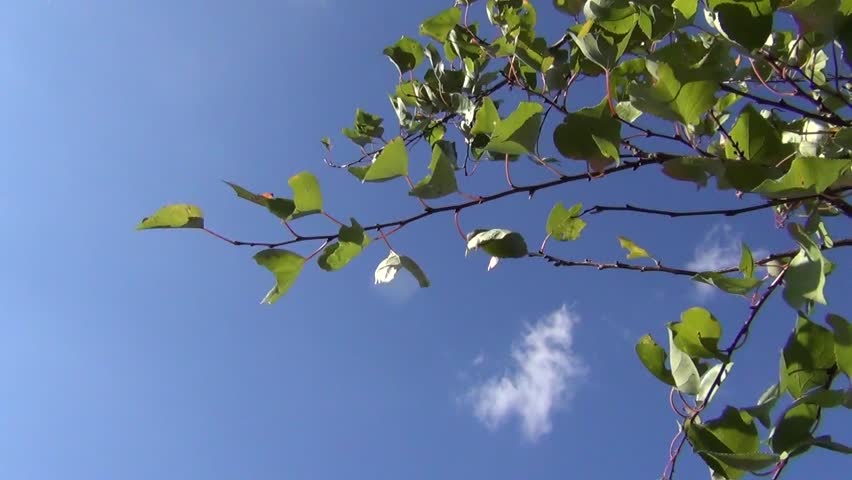 Apricot tree branches in the wind against the sky