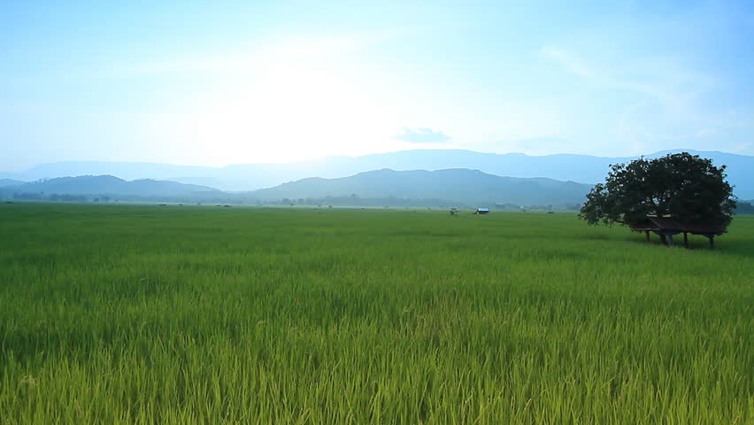 Landscape of rice farm in Thailand : Crane shot