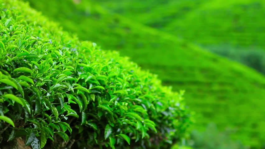 closeup of Sri Lanka tea garden mountains in nuwara eliya
