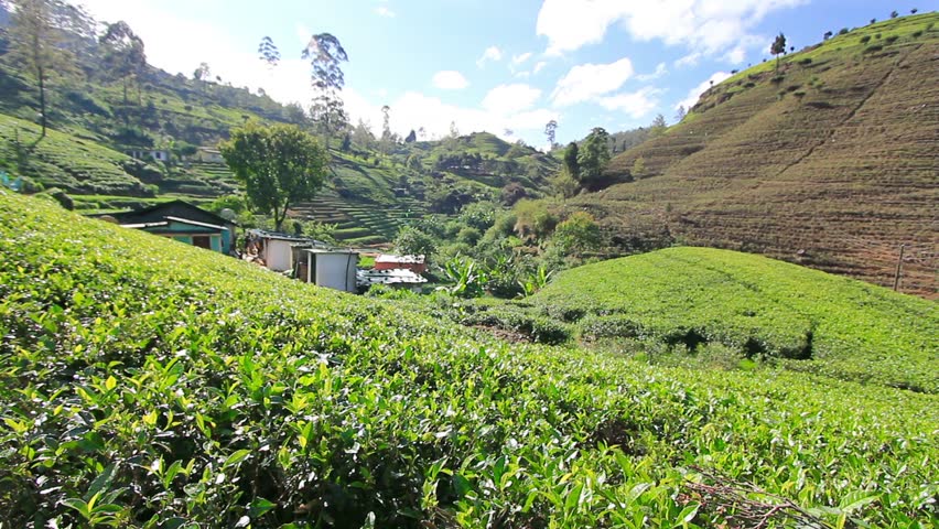 Sri Lanka tea garden mountains in nuwara eliya in the afternoon