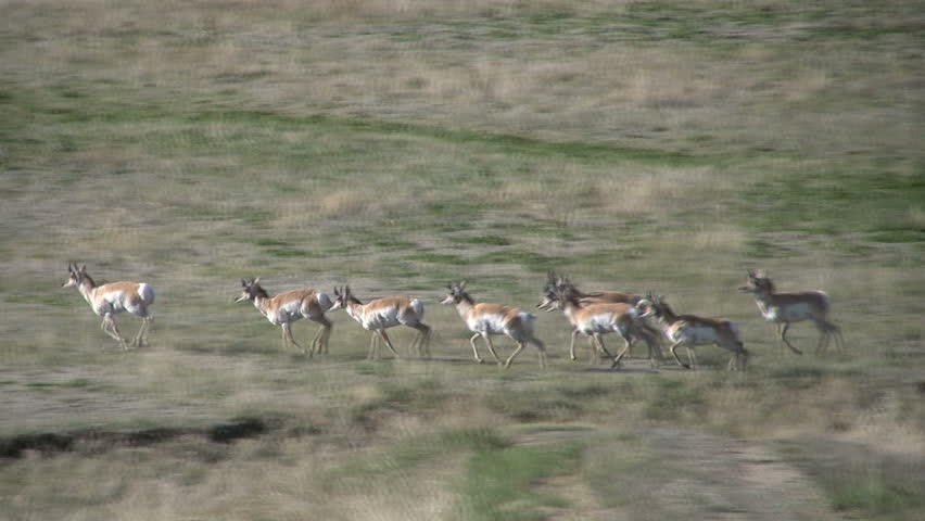 Pronghorn Antelope Running on the Prairie