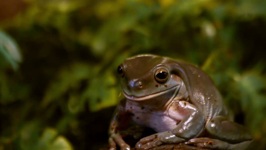 Australian Green Tree Frog sitting on log in nature