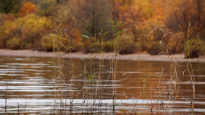Gulf of Finland Shores in the autumn