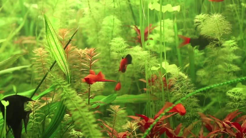 Fish in aquarium