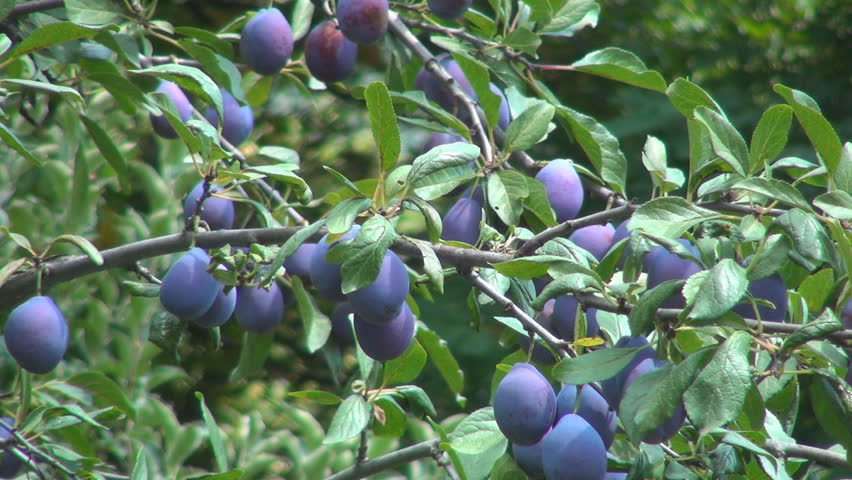 Plum Orchard, Plum Tree, Branches of Plums, Ecological Plums, Organic Fruits 
