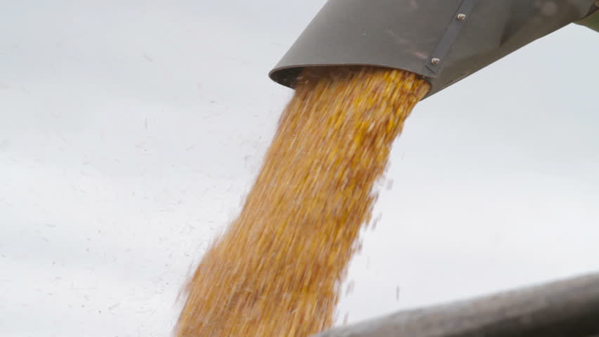 Combine Unloads Corn - Profile Close Up