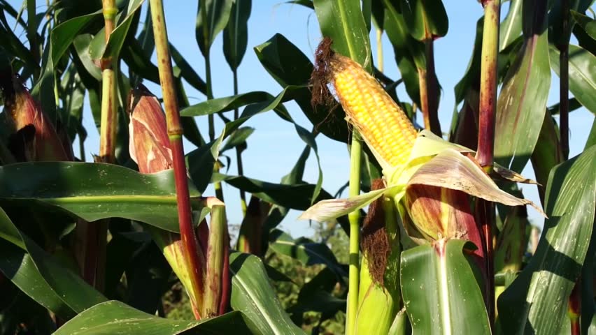 corn field / maize