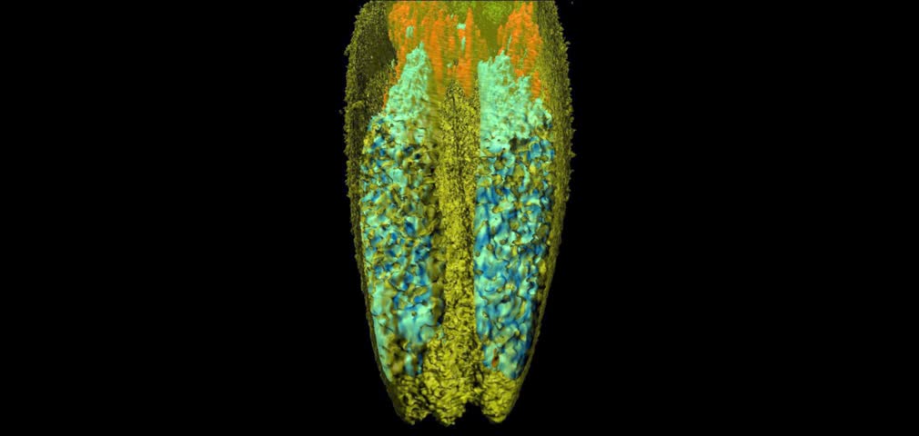 3D model of neurons and muscles in head region of Caenorhabditis elegans, a free-living transparent nematode (roundworm), about 1 mm in length.