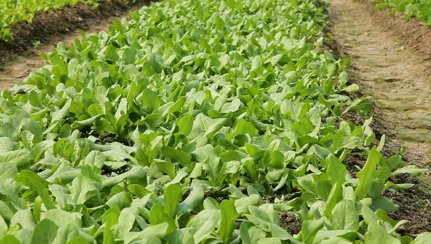 young asparagus lettuce field  
