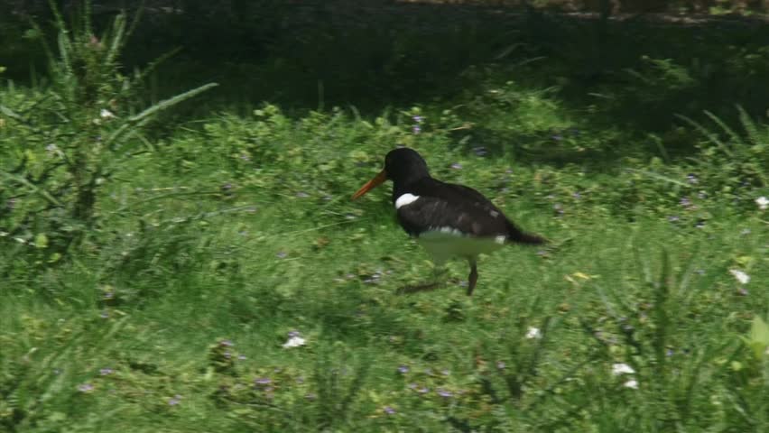 Eurasian Oystercatcher (Haematopus ostralegus) walks fast through meadow, natural habitat. The oystercatcher is a familiar sight in Holland.