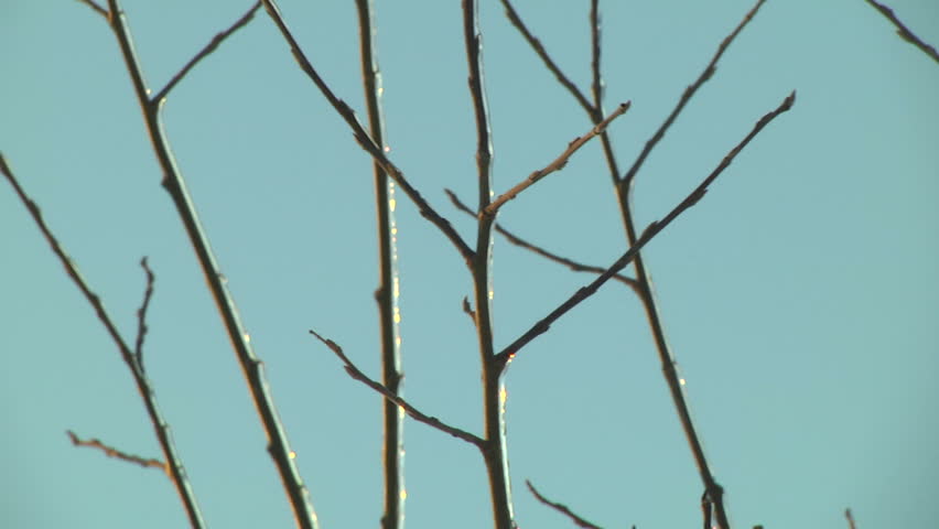 Icy twigs