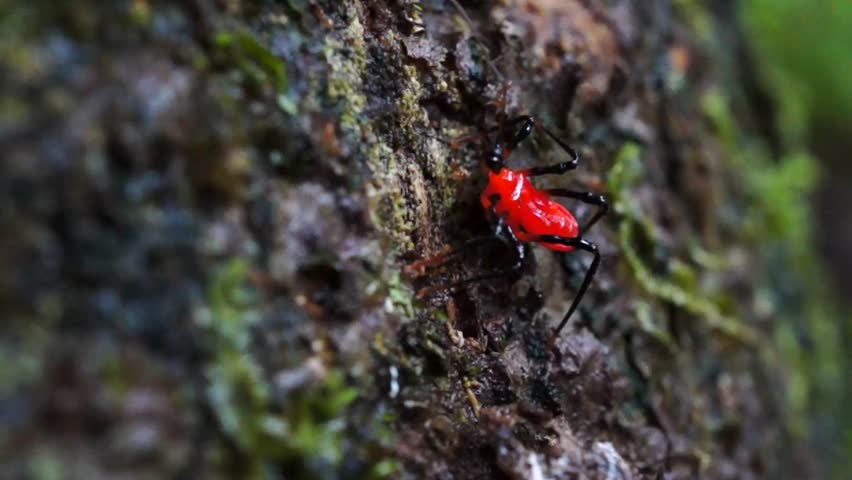 Macro photography of Red Assassin bug 