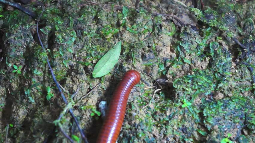 Giant Millipede 