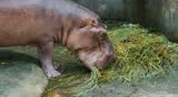 Hippopotamus eating green grass in the Zoo 