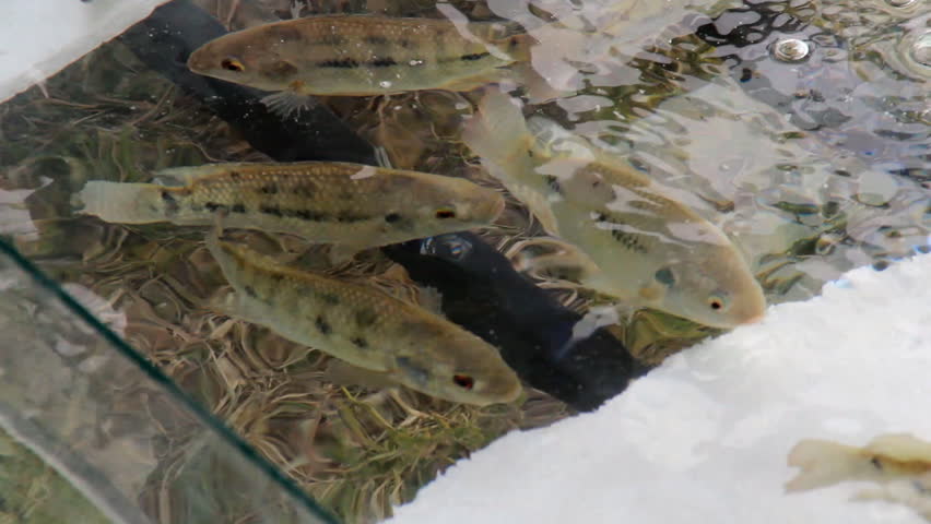 Header of pisciculture