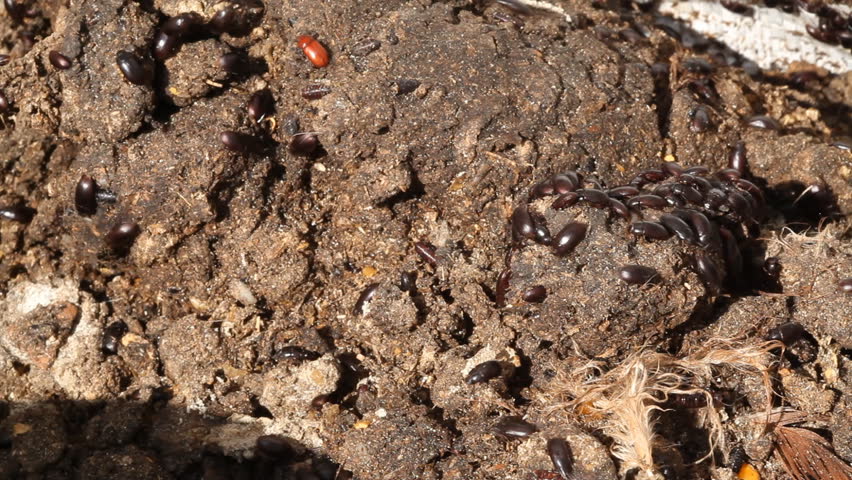 Insects and worms