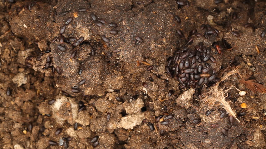 Insects and worms